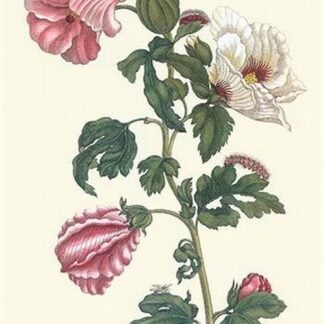 Roselle with Fall Webworm by Maria Sibylla Merian