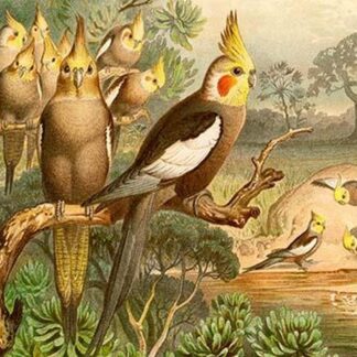 Rosy Cheeked Cockatiels or Cockatoo by Friedrich Wilhelm Kuhnert