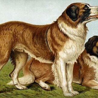 Rough Coated St. Bernards by Vero Shaw