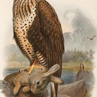 Rough Legged Buzzard by John Gould