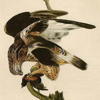 Rough Legged Buzzard by John James Audubon