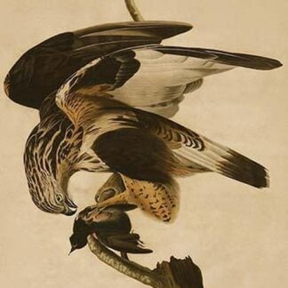 Rough Legged Falcon by John James Audubon