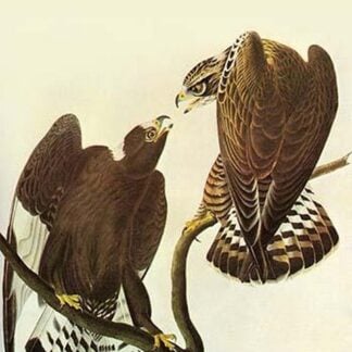 Rough-Legged Hawk by John James Audubon
