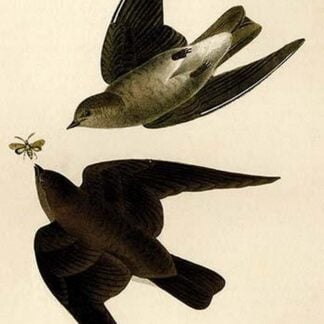 Rough Winged Swallow by John James Audubon