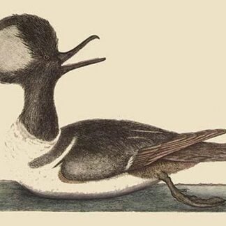 Round Crested Duck by Mark Catesby