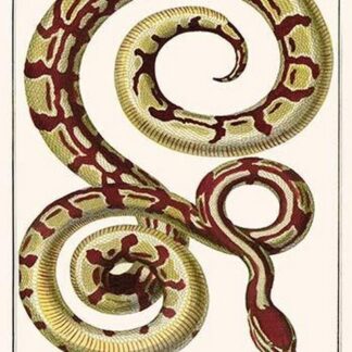 Royal Python by Albertus Seba