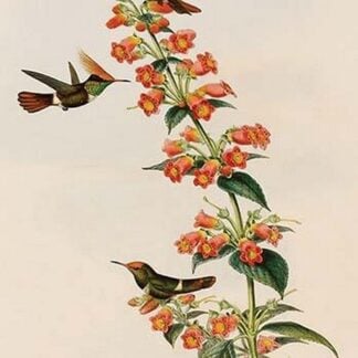 Rufous-Crested Coquette Hummingbird by John Gould