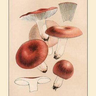 Russula Emetila (Poisonous) by W. Hamilton Gibson