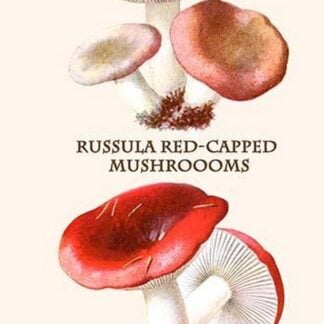 Russula Red-Capped Mushroooms By Edmund Michael