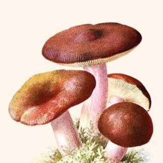 Russula Red-Capped Mushroooms By Edmund Michael