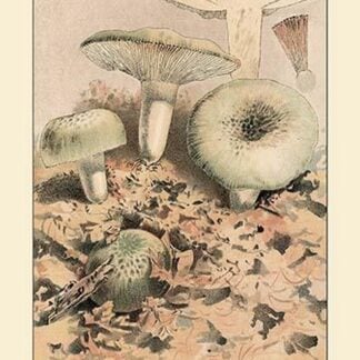 Russula Virescens by W. Hamilton Gibson