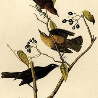 Rusty Crow Blackbird by John James Audubon
