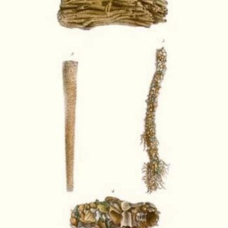 Sabella Shells By John Mawe