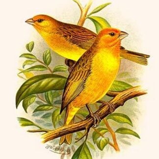 Safron Finch or Brazilian Bunting or Brazilian Canary by Frederick William Frohawk