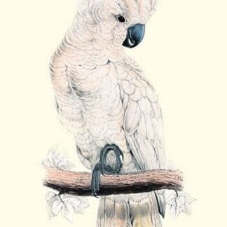 Salmon-Crested Cockatoo - Cacatua Moluccensis by Edward Lear