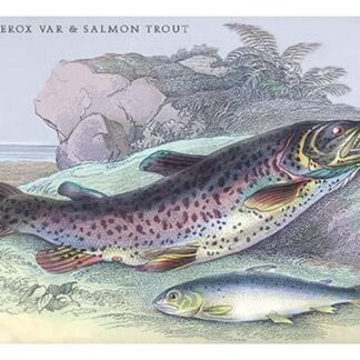 Salmon Feroxvar and Salmon Trout by Robert Hamilton