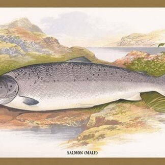 Salmon (Male) by A.F. Lydon