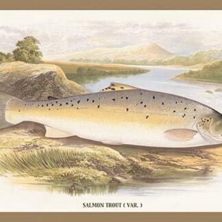 Salmon Trout (Var.) by A.F. Lydon