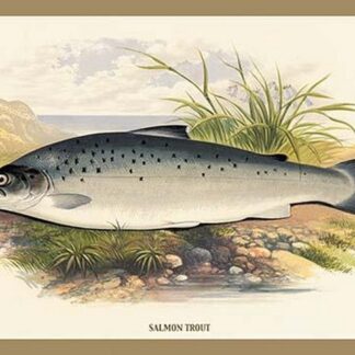 Salmon Trout by A.F. Lydon