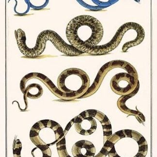 Sand Boa & Snakes by Albertus Seba