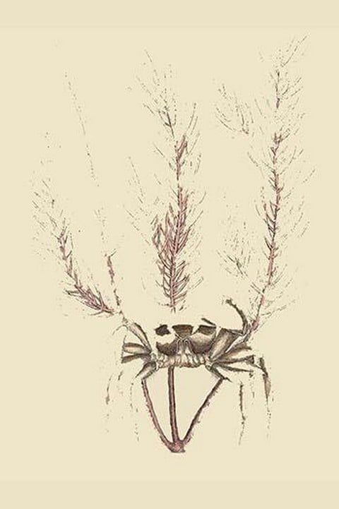 Sand Crab by Mark Catesby