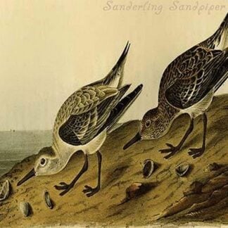 Sanderling Sandpiper by John James Audubon
