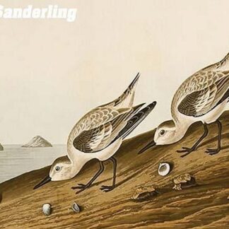 Sanderling by John James Audubon