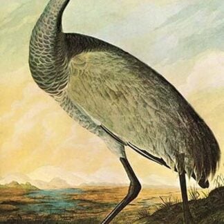 Sandhill Crane by John James Audubon