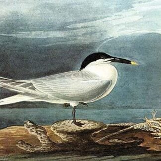 Sandwich Tern by John James Audubon