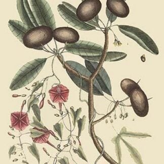 Sappadillo Tree & Bindweed by Mark Catesby