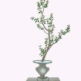 Sasankwa (Camellia Sasanqua in a Usubata by Josiah Conder #2