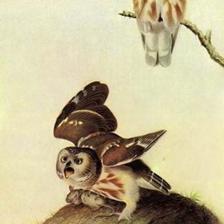 Saw Whet Owl by John James Audubon