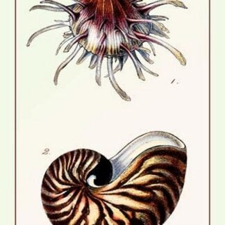 Scallop Over Nautilus by G.B. Sowerby
