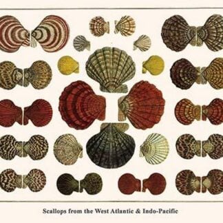 Scallops from the West Atlantic & Indo-Pacific by Albertus Seba