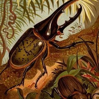 Scarab Beetles by Friedrich Wilhelm Kuhnert