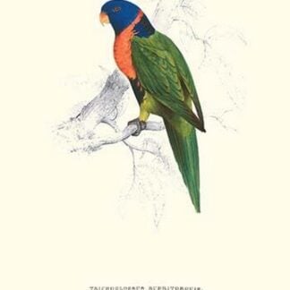 Scarlet-Collerd Parakeet - Trichoglossus Rubritorquis by Edward Lear