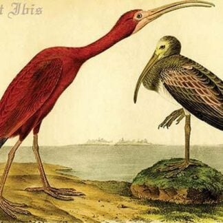Scarlet Ibis by John James Audubon