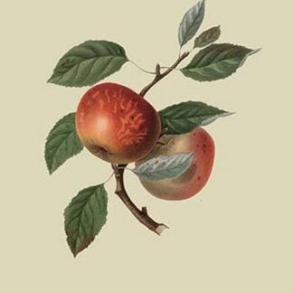Scarlet Nonpareil - Apple by William Hooker #2