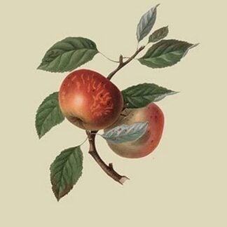 Scarlet Nonpareil - Apple by William Hooker