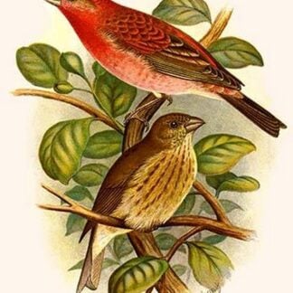 Scarlet Rose Finch by Frederick William Frohawk