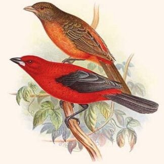 Scarlet Tanager by Frederick William Frohawk