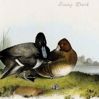 Scaup Duck by John James Audubon