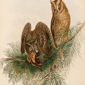Scops Eared Owl by John Gould