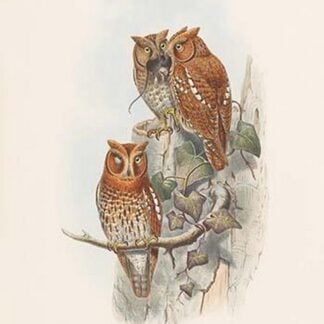 Scops Pennatus - Indian Scops Owl by John Gould