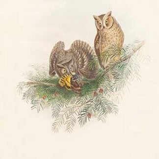 Scops Zorca - Scops Eared Owl by John Gould