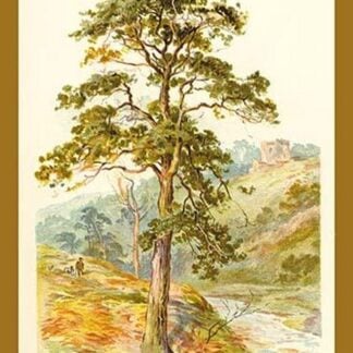 Scotch Fir by W.H.J. Boot - Art Print
