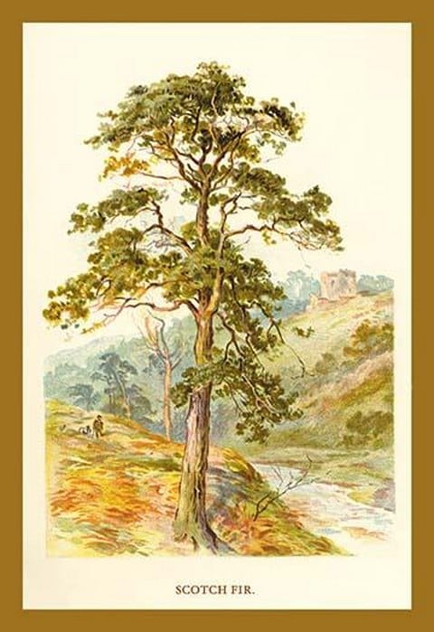 Scotch Fir by W.H.J. Boot - Art Print