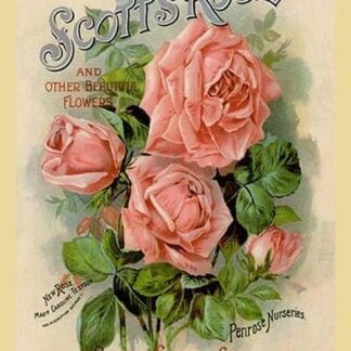 Scott's Roses and Other Beautiful Flowers