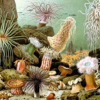 Sea Anemones by Giacomo Merculiano