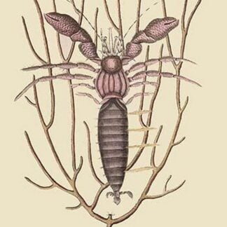 Sea Hermit Crab by Mark Catesby